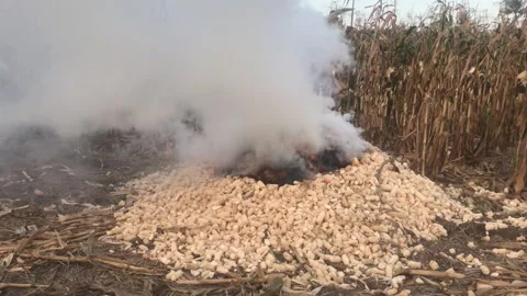 A mountain of empty corn cobs is burning on corn plantation. A bonfire Stock Footage 249238662
