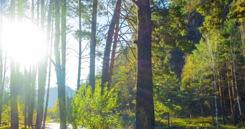 Mountain Evergreen Pine Forest Timelapse Landscape with Clouds 스톡 동영상 307560717