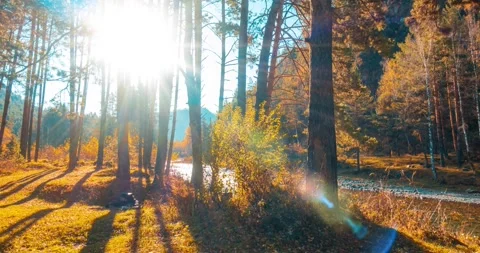 Mountain evergreen pine tree forest timelapse at the summer or autumn time. Wild Stock Footage 222503269