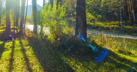 Mountain evergreen pine tree forest timelapse at the summer or autumn time. Wild Stock Footage 222522689