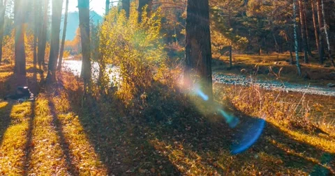 Mountain evergreen pine tree forest timelapse at the summer or autumn time. Wild Stock Footage 287334677