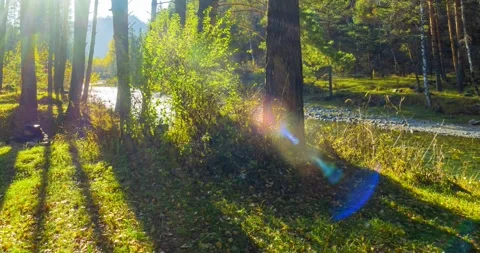 Mountain evergreen pine tree forest timelapse at the summer or autumn time. Wild Stock Footage 307575297