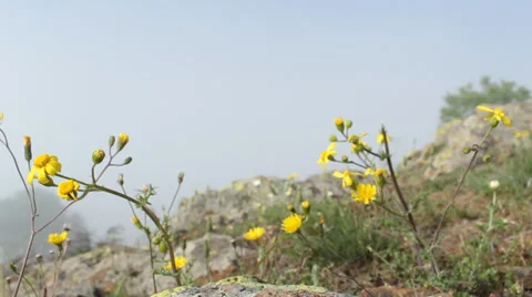 Mountain field with flowers. Time lapse with moving fog. Stock Footage 39839809