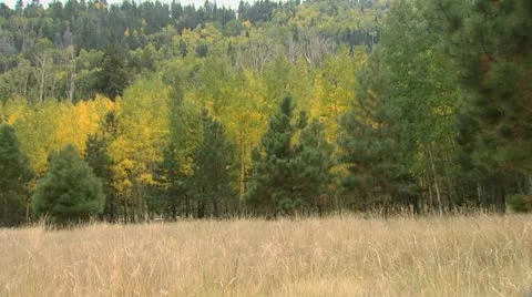 Mountain Field Stock Footage 11424303
