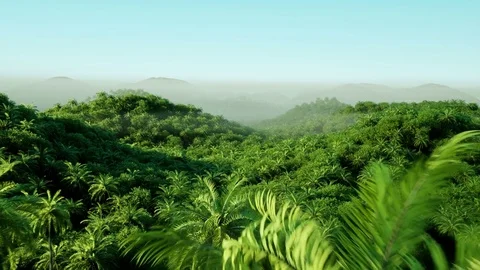 Mountain, field landscape with Palm trees. Jungle. Realistic 4k animation  Video stock 75917280