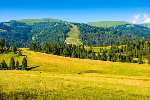 Mountain field in summer Stock Photos