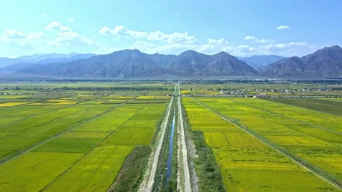 Mountain Fields - Grain Rice Producing Area Stock Footage 234105216