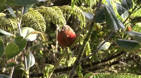 Mountain Firetail sits on branch Stock Footage 56249355
