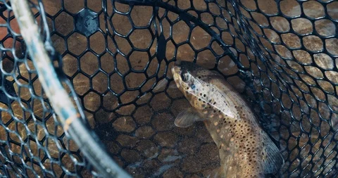Mountain fish in net on river caught by fly fisherman Stock Footage 120964168