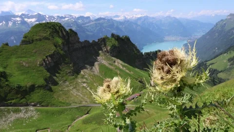 Mountain flower with alpine background, Spiniest thistle plant Stock Footage 279059065