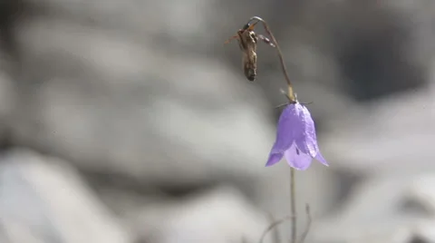 Mountain flower bell swinging in the wind on top Stock-Footage 61404532