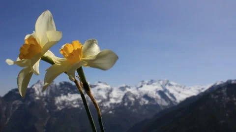Mountain flower Stock-Footage 2873245