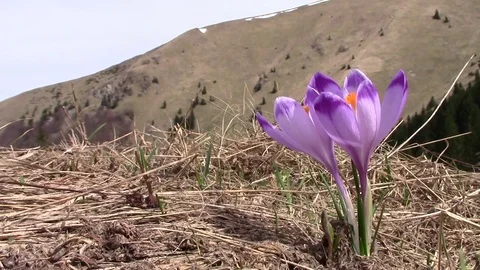 Mountain flower Video stock 81533550