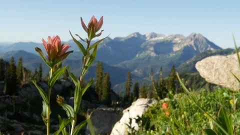 Mountain flower Stock Footage 103566457