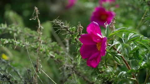 Mountain flower Stock Footage 221259344