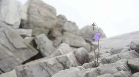 Mountain flower growing on bare rocks Stock Footage 61404519
