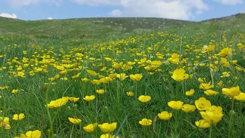 Mountain flower meadow 스톡 동영상 242451421