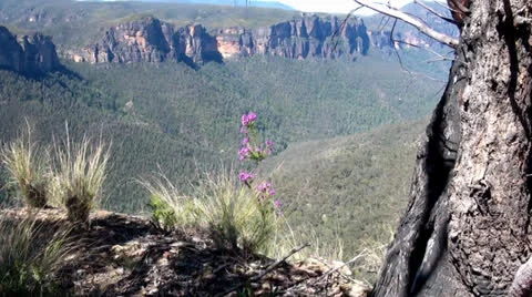 Mountain Flower Overlook Stock Footage 26123367