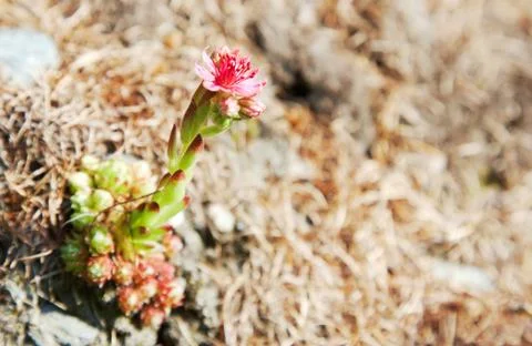 Mountain flower Stock Photos