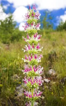 Mountain flower Stock Photos