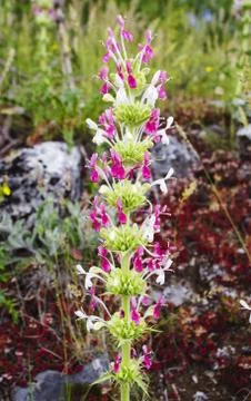 Mountain flower Stock Photos