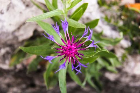 Mountain Flower Stock Photos