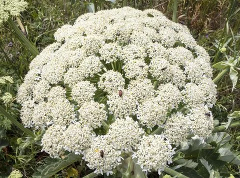 Mountain flower Stock Photos