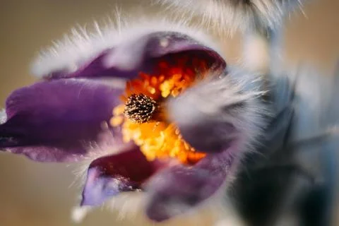 Mountain flower Stock Photos