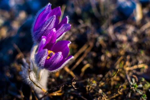 Mountain flower Stock Photos