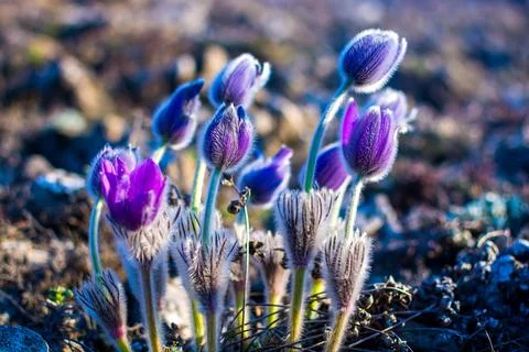 Mountain flower Foto stock