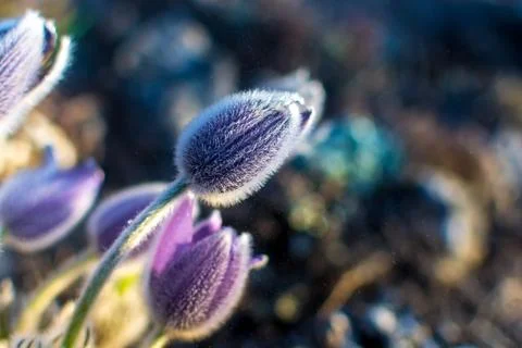 Mountain flower Stock Photos