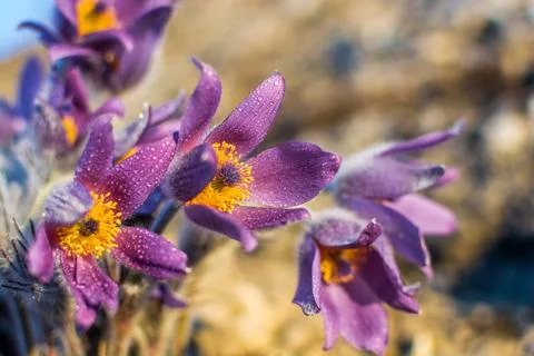 Mountain flower Foto stock