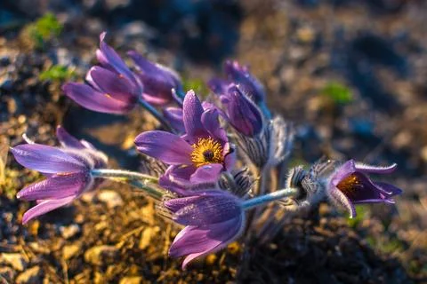 Mountain flower Stock Photos