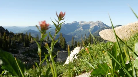 Mountain flower pink Stock Footage 103566405