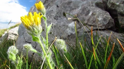Mountain flower with sign in background Stock Footage 59097659