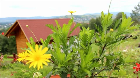 Mountain flower on wind Stock Footage 34291797