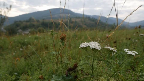 Mountain flower in the wind Stock Footage 115660031