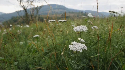 Mountain flower in the wind Stock-Footage 115660050