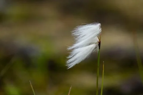 Mountain flower in the wind Stock Photos