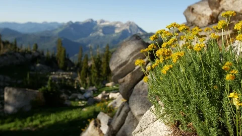 Mountain flower yellow Stock Footage 103566413