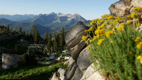 Mountain flower yellow rack Stock Footage 103566375
