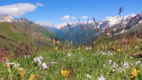 Mountain flowers and grass Stock Footage 79154022
