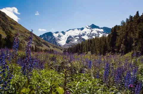Mountain flowers on a background Stock Photos