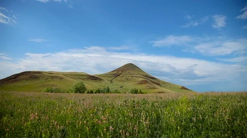 Mountain flowers, blue sky Video stock 71176969
