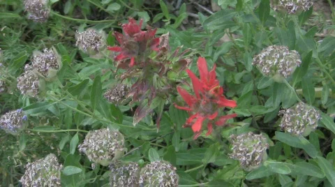 Mountain flowers CR Stock Footage 549643