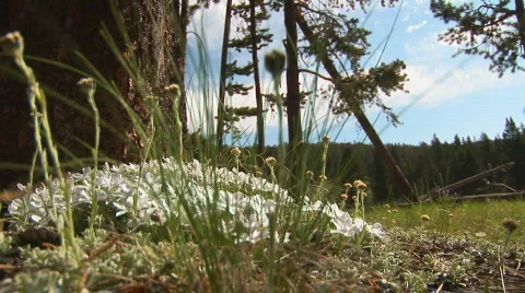 Mountain flowers Stock Footage 82515