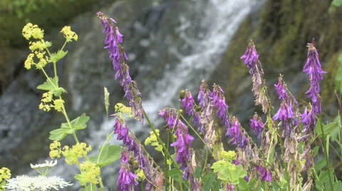 Mountain flowers 스톡 동영상 574283