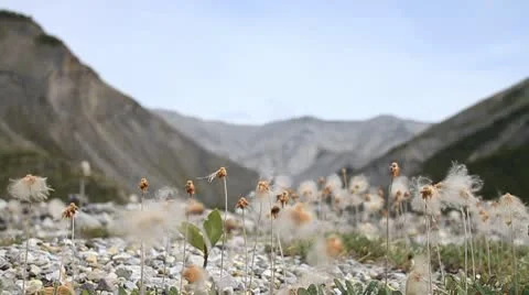 Mountain flowers Stock Footage 10752438