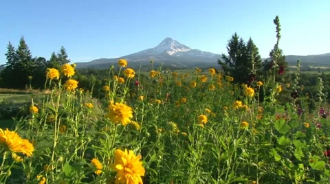 Mountain Flowers Video stock 11912240