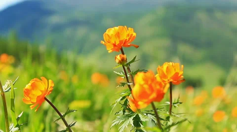 Mountain flowers Stock Footage 39717698